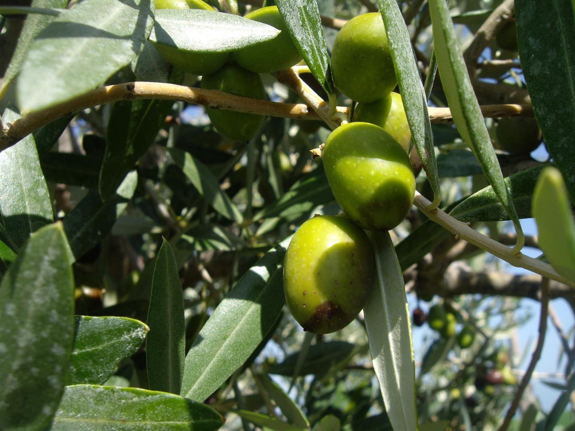 Agriturismo Il Borgo Degli Ulivi Roseto Degli Abruzzi Exteriör bild