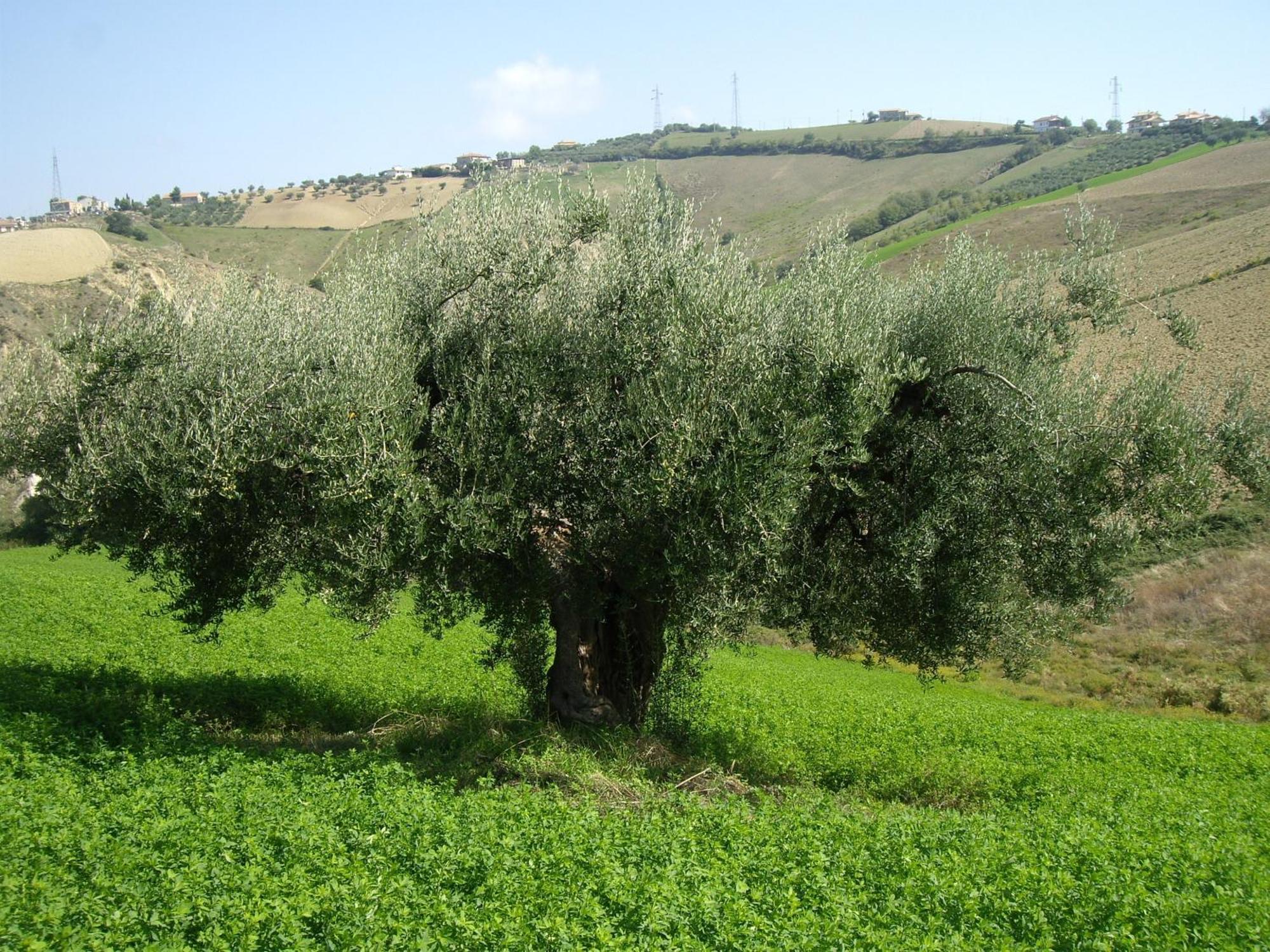 Agriturismo Il Borgo Degli Ulivi Roseto Degli Abruzzi Exteriör bild
