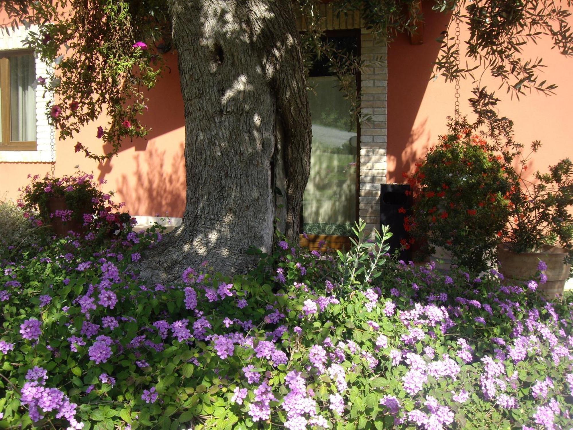 Agriturismo Il Borgo Degli Ulivi Roseto Degli Abruzzi Exteriör bild