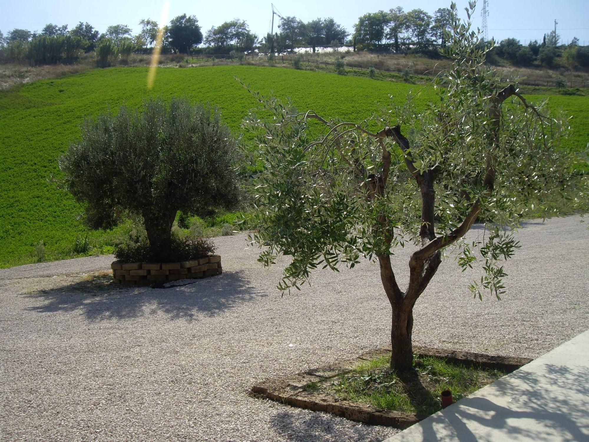 Agriturismo Il Borgo Degli Ulivi Roseto Degli Abruzzi Exteriör bild