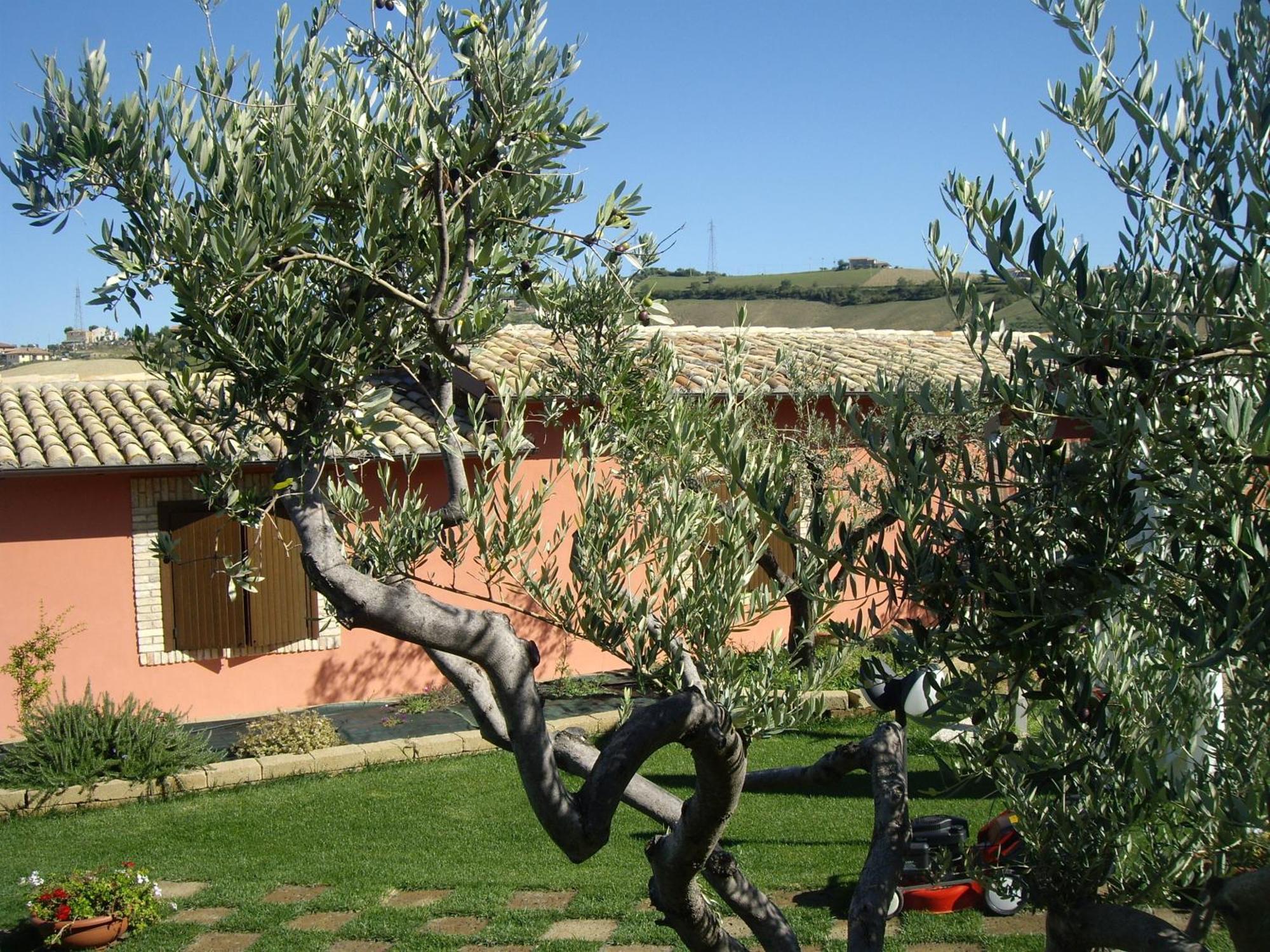 Agriturismo Il Borgo Degli Ulivi Roseto Degli Abruzzi Exteriör bild