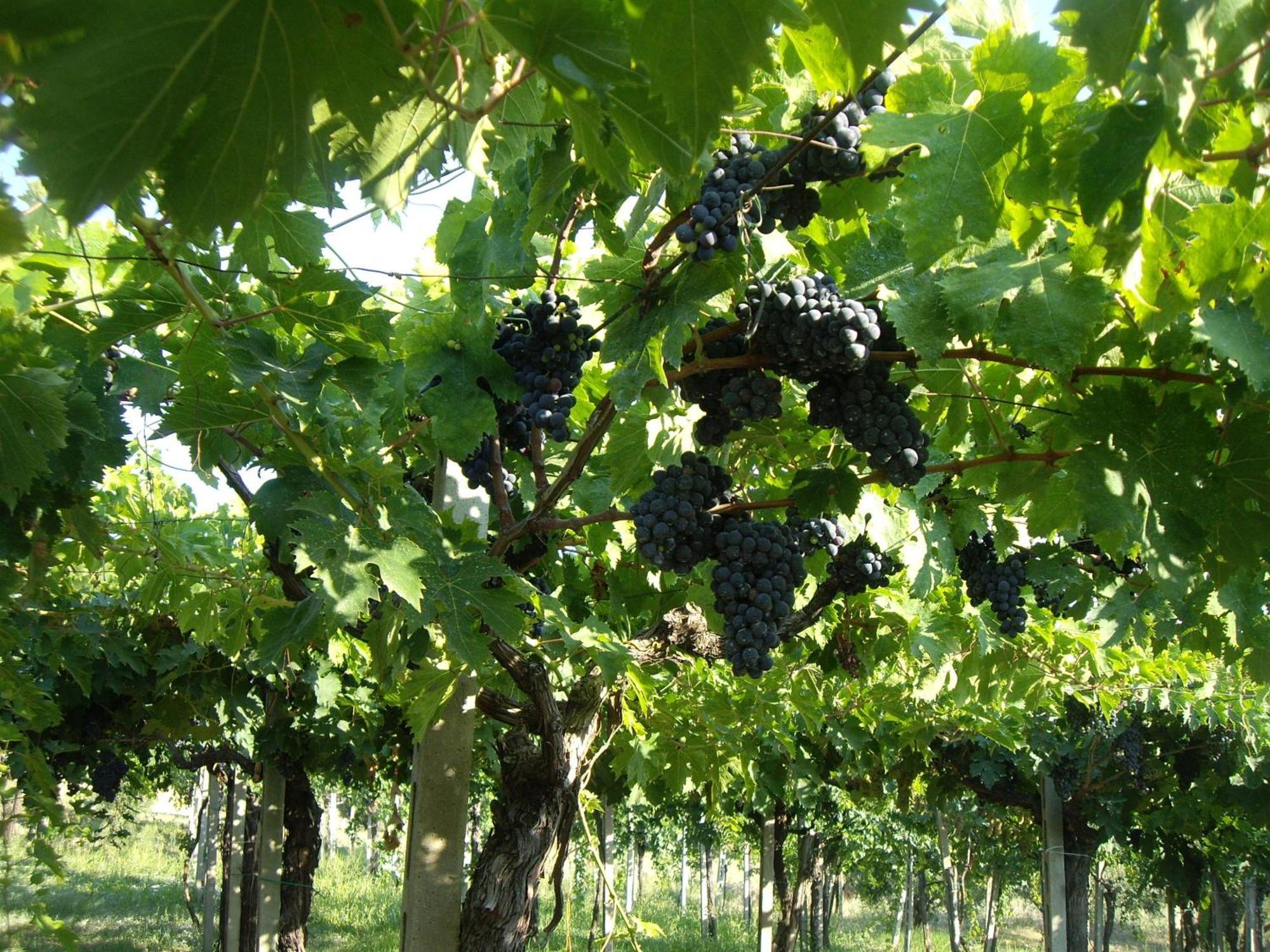 Agriturismo Il Borgo Degli Ulivi Roseto Degli Abruzzi Exteriör bild