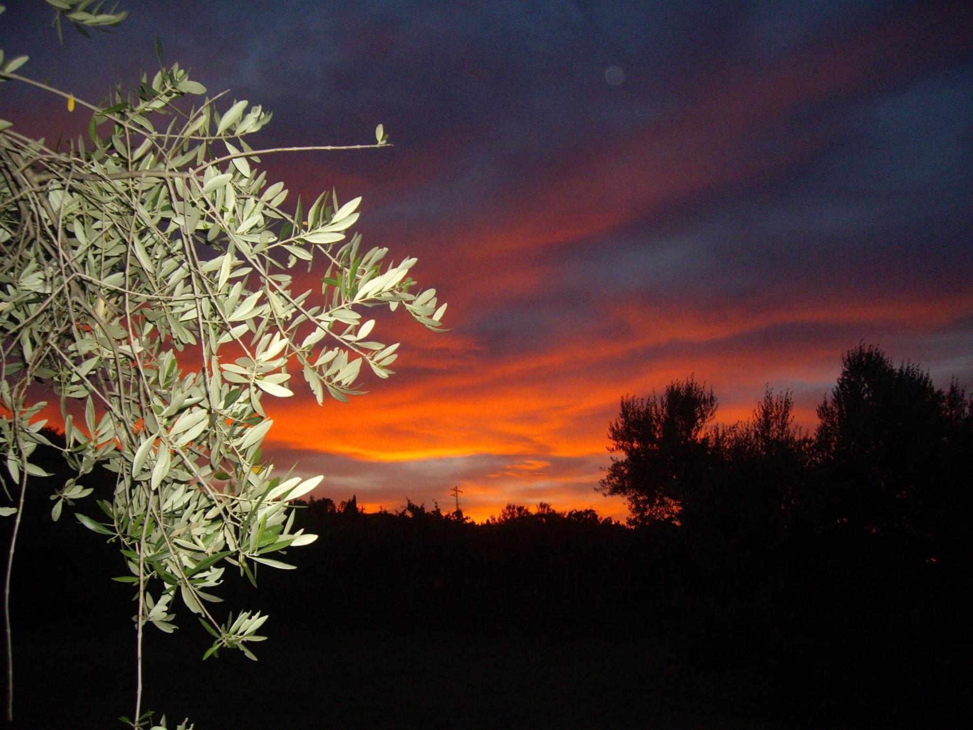 Agriturismo Il Borgo Degli Ulivi Roseto Degli Abruzzi Exteriör bild