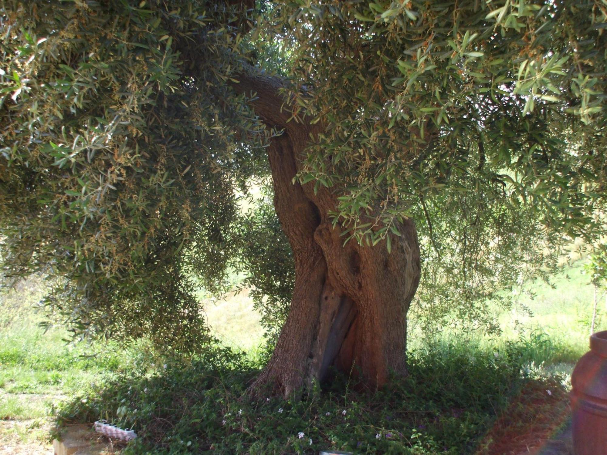 Agriturismo Il Borgo Degli Ulivi Roseto Degli Abruzzi Exteriör bild